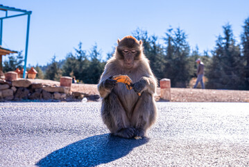 Brown monkey sitting on asphalt road and eating banana on sunny day, Curious monkey peeling banana on road - obrazy, fototapety, plakaty