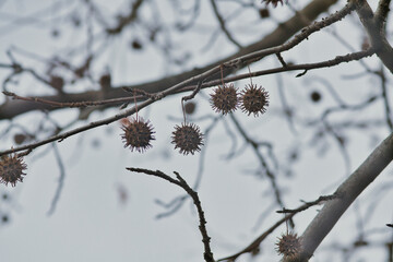 Tokyo,Japan - December 24, 2021: Silhouette of fruits of American Sweetgum
