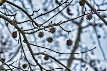 Tokyo,Japan - December 24, 2021: Silhouette of fruits of American Sweetgum
