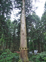 Fototapeta premium Ibaraki,Japan - December 17, 2021: Shinboku or sacred trees in Shinto Shrine 