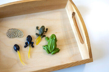 Montessori material biology. Evolution of the life cycle of a frog.