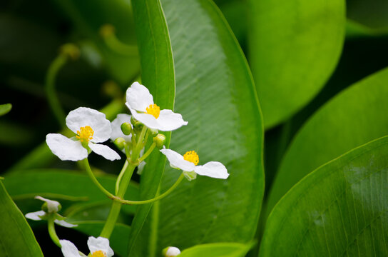 Beautiful gentle white "Sagittaria latifolia" flower on its branch in a spring season at a botanical garden.