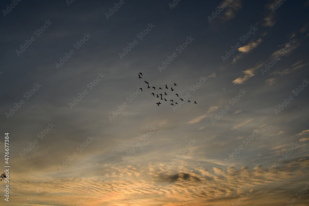 Canvas Prints flock of geese in a blue sky