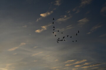 Flock of Geese in a Cloudy Blue Sky