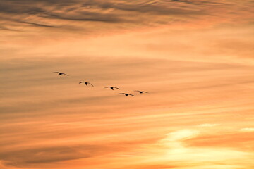 Geese Flying in a Sunset