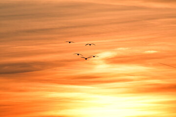 Geese Flying in a Sunset Sky