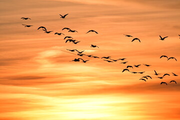 Flock of Geese Flying in a Sunset Sky