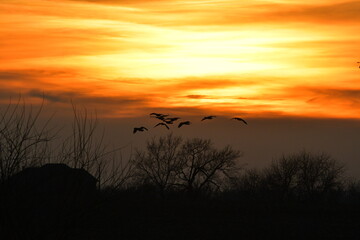 Geese Flying in a Sunset