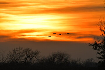 Fototapeta na wymiar Sunset with Geese