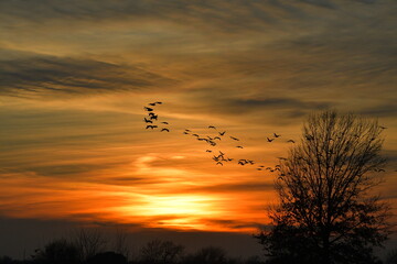 Geese Flying in a Sunset