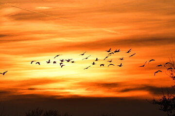 Geese Flying in a Sunset