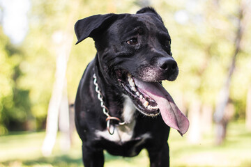 Pitbull dog portrait winking and smiling