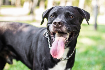 Pitbull dog portrait winking and smiling