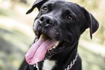 Pitbull dog portrait winking and smiling