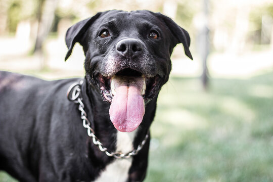 Pitbull dog portrait winking and smiling