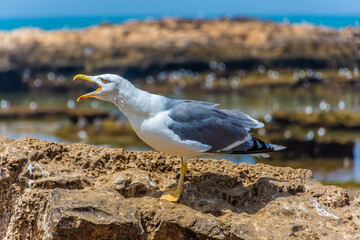Seagull shouting in the rocky beach of Essaouira, Morocco
