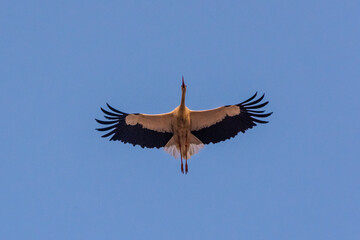 Fototapeta na wymiar A great stork flying in the skies of Marrakech, Morocco