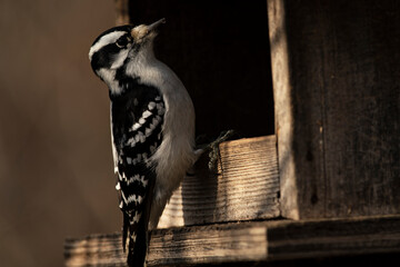 Female Downy Woodpecker