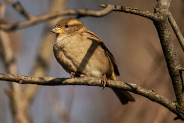 House Sparrow Perched on Branch