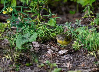 Nashville Warbler Foraging on the Ground in Fall