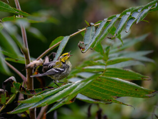 Black-throated Green Warbler Foraging in Underbrush in Fall