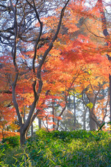 雑木林の中のモミジやカエデの鮮やかな紅葉風景