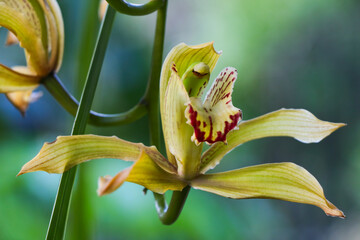 Cymbidium Boat Orchid Flower (Ania penangiana x Cymbidium sanderae)