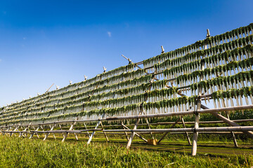 漬物用大根の掛け干し
