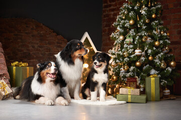 Fototapeta na wymiar Family of three dogs by Christmas tree. Australian Shepherd, Puppy In holiday Decorations