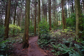 a path through autumn cedar forest