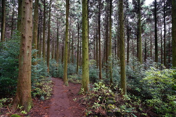 mossy trees and path in the cedar forest