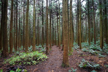 a path through autumn cedar forest