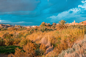 Obraz premium Beautiful scene of landscape with plants against dramatic sky on sunny weather, View of bushes with city in background