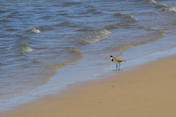 Masked Lapwing or spur-winged plover bird walking on the beach.