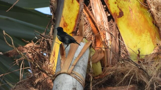 Huming bird in tree drinking honney .