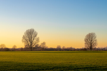 Fototapeta na wymiar Silhouette of bare tree in winter with warm golden sky during the sunset as background, Dutch countryside landscape with green grass meadow and the polder and low land in the evening, Netherlands.