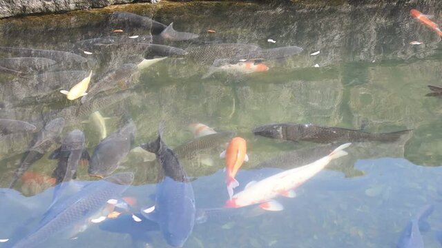 School of carp swimming near surface of lake