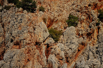 lichen on rock