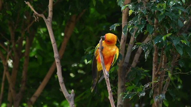 Sun Conure or Sun Parakeet chewing the tip of the branch and then climbs up to perch and chirps, Aratinga solstitiali, South America.