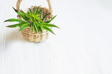 Cannabis leaf on white. Hemp plant in a basket on a white wooden table