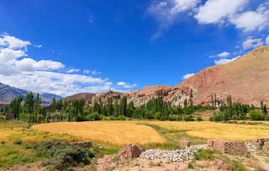 Yellow Wheat farming at Basgo Ladakh - under blue cloudy valley