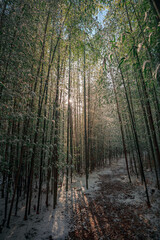 Fototapeta premium 겨울