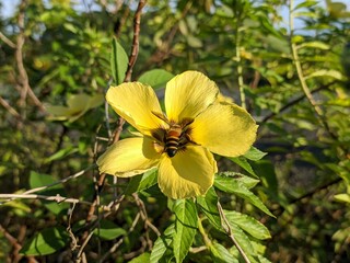 Damiana flower (Turnera Diffusa) in tropical nature Borneo