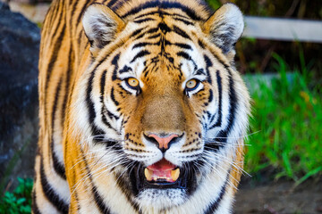 虎 ポートレート