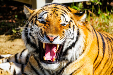 虎 ポートレート