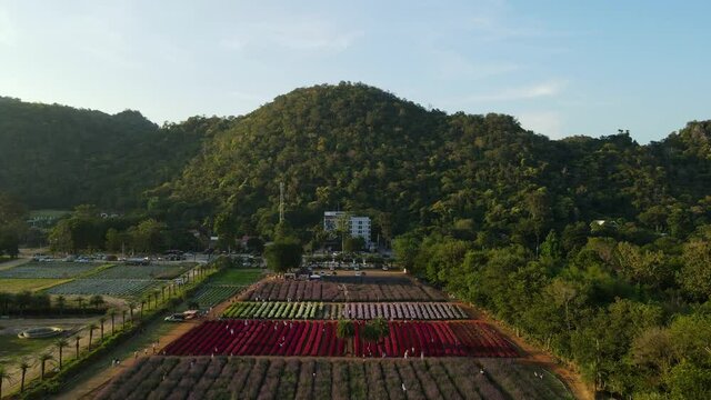 The Hokkaido Flower Park Khaoyai ascending aerial footage revealing the entire flower garden in Khao Yai, Pak Chong, Thailand.