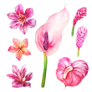 A set of tropical flowers painted in watercolor, isolated on a white background