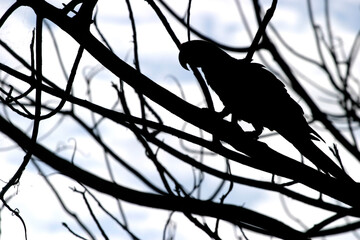 bird on a branch