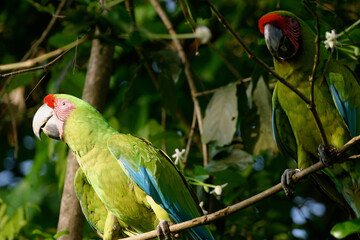red and yellow macaw