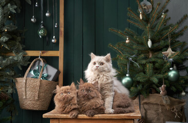 three British kittens in the interior. Christmas cats on the background of the New Year tree